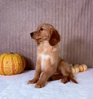 Rocco, a male Golden Retriever for sale in Indianapolis, IN – 2 of 6