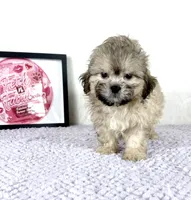 Aaron, a male Shihpoo for sale in Indianapolis, IN – 2 of 5