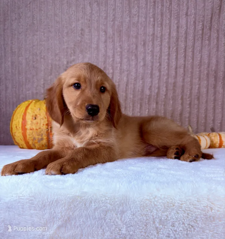 Rocco – Golden Retriever puppy for sale in Indianapolis, IN
