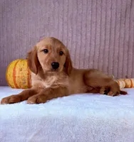 Rocco, a male Golden Retriever for sale in Indianapolis, IN – 1 of 5