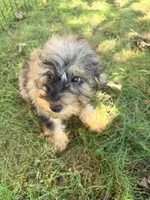 Whistles, a male Miniature Bernedoodle for sale in Indianapolis, IN – 4 of 5