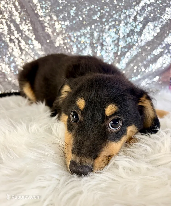 Alex – Chihuahua puppy for sale in Indianapolis, IN