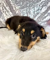 Alex, a male Chihuahua for sale in Indianapolis, IN – 1 of 6