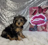 Ally Mae, a female Miniature Bernedoodle for sale in Indianapolis, IN – 5 of 5