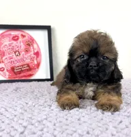 Regina, a female Shihpoo for sale in Indianapolis, IN – 2 of 5