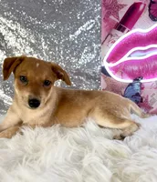 Scrappy, a male Rat Terrier and Chihuahua for sale in Indianapolis, IN – 3 of 5