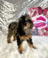 Solo, a male Miniature Bernedoodle for sale in Indianapolis, IN – 2 of 6