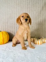 Dalila, a male Golden Retriever for sale in Indianapolis, IN – 5 of 5