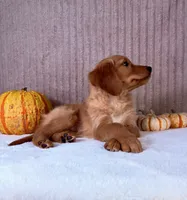 Rocco, a male Golden Retriever for sale in Indianapolis, IN – 2 of 5