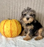 Whistles, a male Miniature Bernedoodle for sale in Indianapolis, IN – 4 of 5