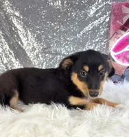 Alex, a male Chihuahua for sale in Indianapolis, IN – 2 of 6