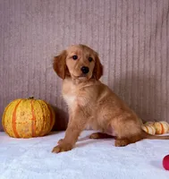 Rocco, a male Golden Retriever for sale in Indianapolis, IN – 3 of 6