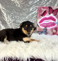Alex, a male Chihuahua for sale in Indianapolis, IN – 6 of 6