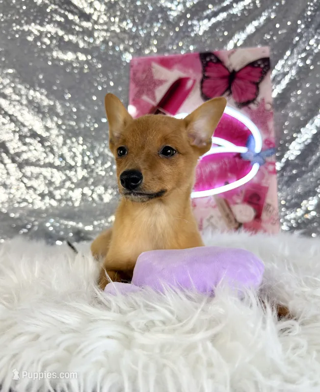 Hannah – Rat Terrier, Chihuahua puppy for sale in Indianapolis, IN
