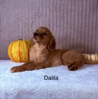 Dalila, a female Golden Retriever for sale in Indianapolis, IN – 2 of 5