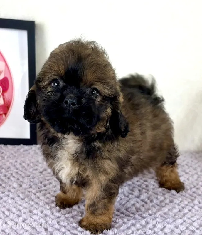 Regina – Shihpoo puppy for sale in Indianapolis, IN