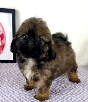 Regina, a female Shihpoo for sale in Indianapolis, IN – 1 of 5