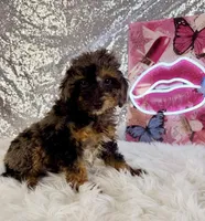 Solo, a male Miniature Bernedoodle for sale in Indianapolis, IN – 1 of 6
