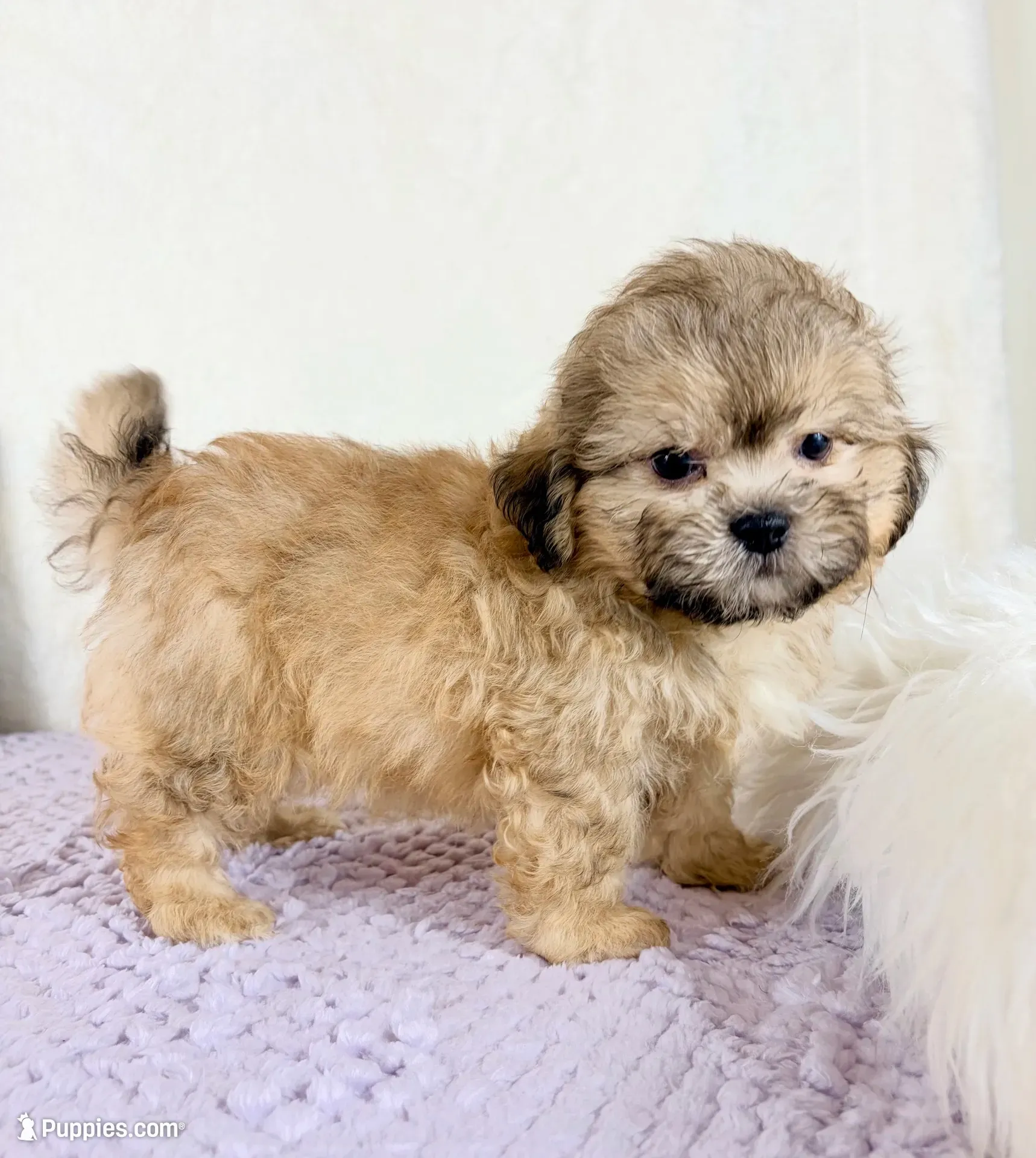 Aaron, a male Shihpoo for sale in Indianapolis, IN – 1 of 6