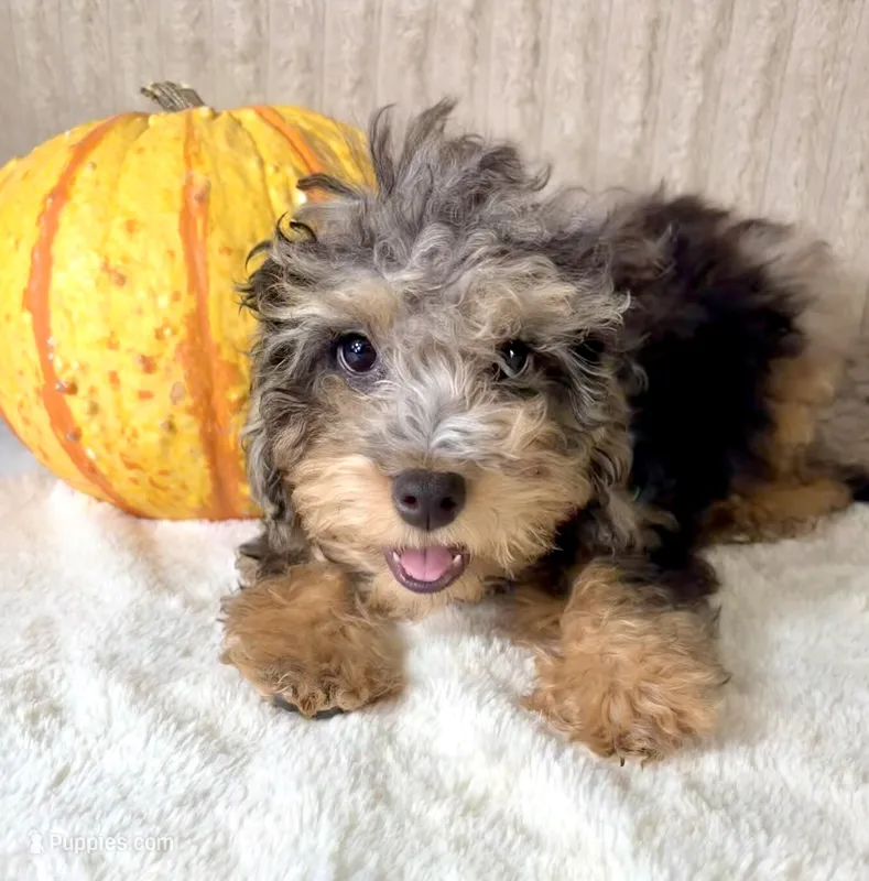 Whistles – Miniature Bernedoodle puppy for sale in Indianapolis, IN