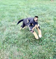 Alex, a male Chihuahua for sale in Indianapolis, IN – 4 of 6