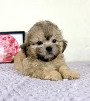 Aaron, a male Shihpoo for sale in Indianapolis, IN – 1 of 5