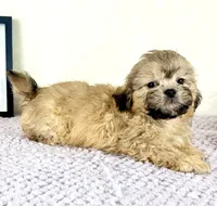 Aaron, a male Shihpoo for sale in Indianapolis, IN – 4 of 5