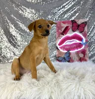 Hannah, a female Rat Terrier and Chihuahua for sale in Indianapolis, IN – 2 of 5