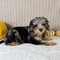 Whistles, a male Miniature Bernedoodle for sale in Indianapolis, IN – 2 of 6