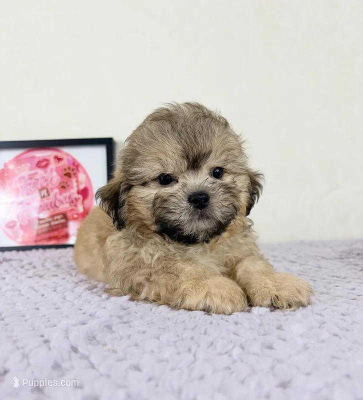 Aaron – Miniature Bernedoodle puppy for sale in Indianapolis, IN