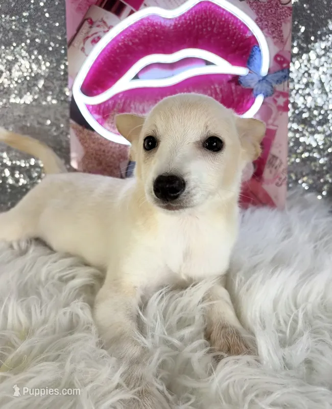 Scrappy – Rat Terrier, Chihuahua puppy for sale in Indianapolis, IN