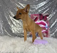 Hannah, a female Rat Terrier and Chihuahua for sale in Indianapolis, IN – 2 of 4
