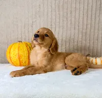 Dalila, a male Golden Retriever for sale in Indianapolis, IN – 2 of 5