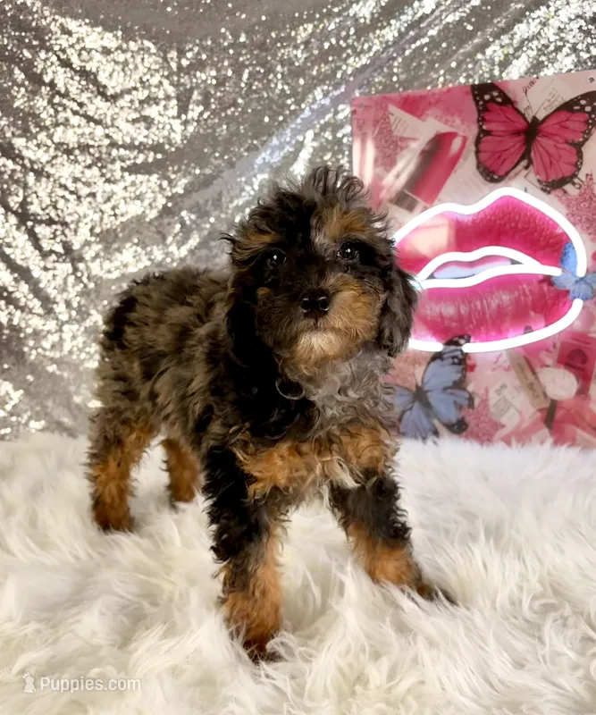 Solo – Miniature Bernedoodle puppy for sale in Indianapolis, IN