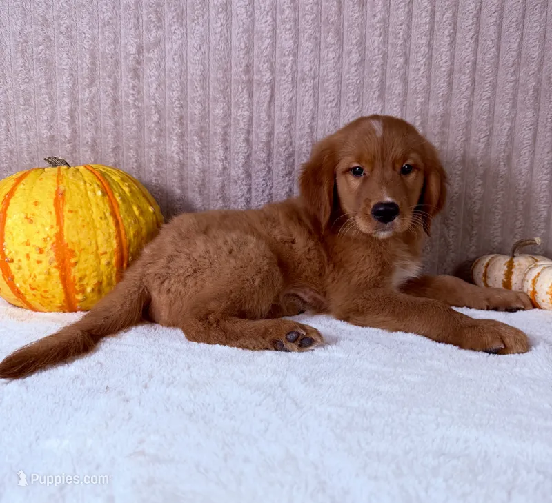 Cinnabar – Golden Retriever puppy for sale in Indianapolis, IN