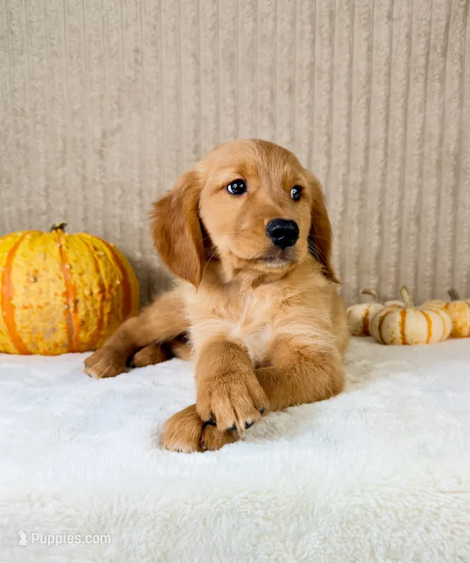 Shetar – Golden Retriever puppy for sale in Indianapolis, IN