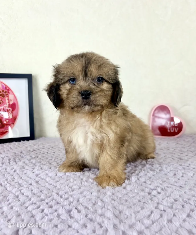 Damien – Shihpoo puppy for sale in Indianapolis, IN