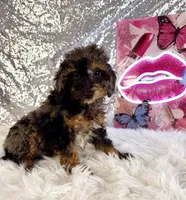 SoLo, a male Miniature Bernedoodle for sale in Indianapolis, IN – 5 of 5