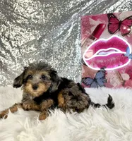 Ally Mae, a female Miniature Bernedoodle for sale in Indianapolis, IN – 3 of 5