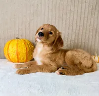 Draco, a male Golden Retriever for sale in Indianapolis, IN – 2 of 5