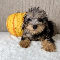 Whistles, a male Miniature Bernedoodle for sale in Indianapolis, IN – 3 of 5