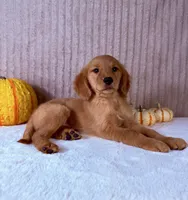 Dalila, a female Golden Retriever for sale in Indianapolis, IN – 5 of 5