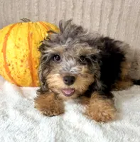 Whistles, a male Miniature Bernedoodle for sale in Indianapolis, IN – 2 of 5