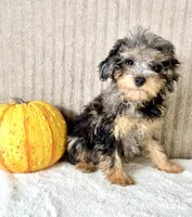 Whistles , a male Miniature Bernedoodle for sale in Indianapolis, IN – 5 of 5