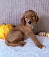 Draco, a male Golden Retriever for sale in Indianapolis, IN – 4 of 5