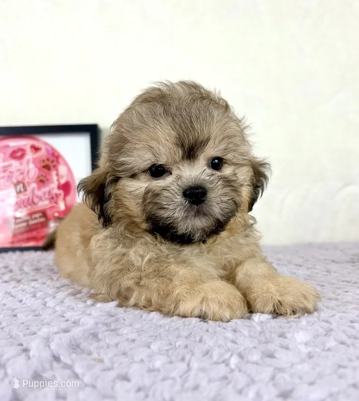 Aaron – Shihpoo puppy for sale in Indianapolis, IN