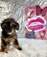 Solo, a male Miniature Bernedoodle for sale in Indianapolis, IN – 3 of 5