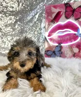 Ally Mae, a female Miniature Bernedoodle for sale in Indianapolis, IN – 4 of 5