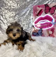 Ally Mae, a female Miniature Bernedoodle for sale in Indianapolis, IN – 5 of 5