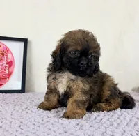 Regina, a female Shihpoo for sale in Indianapolis, IN – 1 of 6